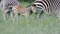 Zebrafamilie Hwange